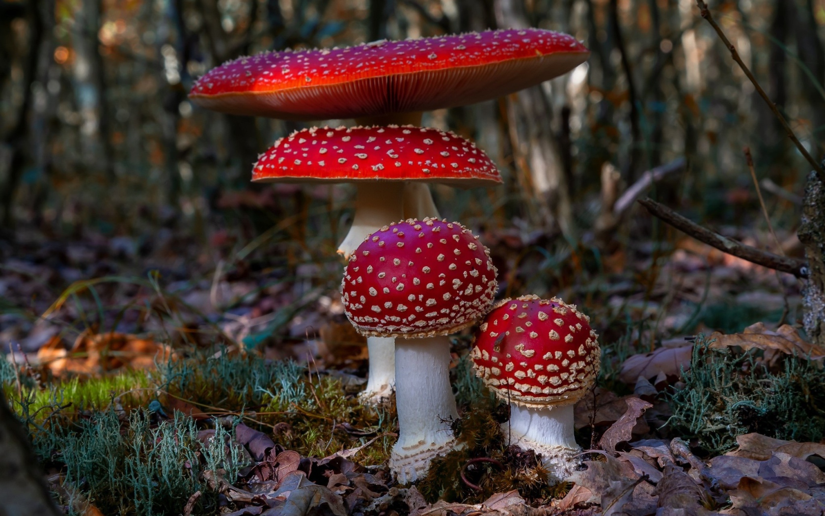 Четыре красных красивых мухомора в лесу