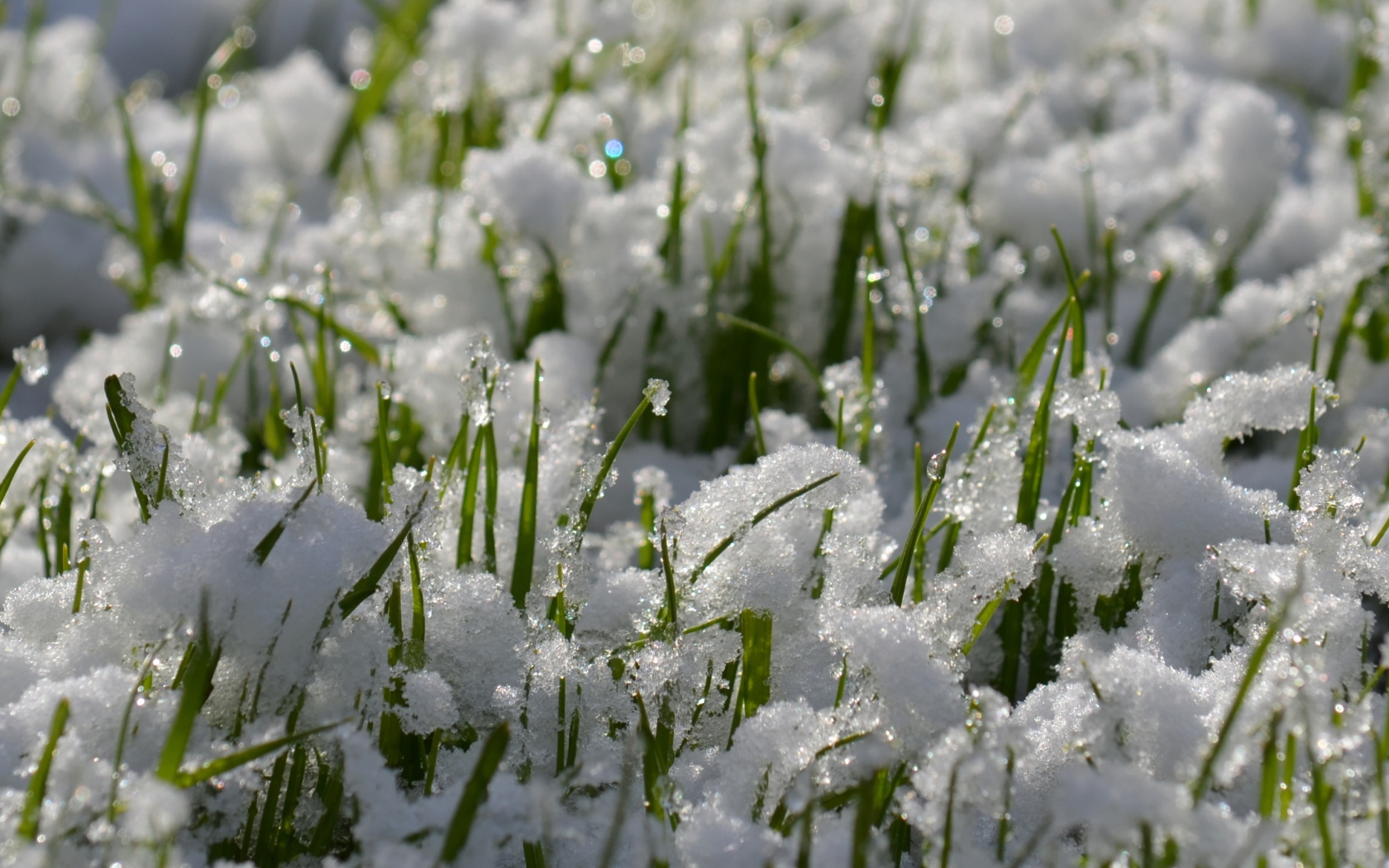 Зеленая трава проглядывает сквозь снег весной 