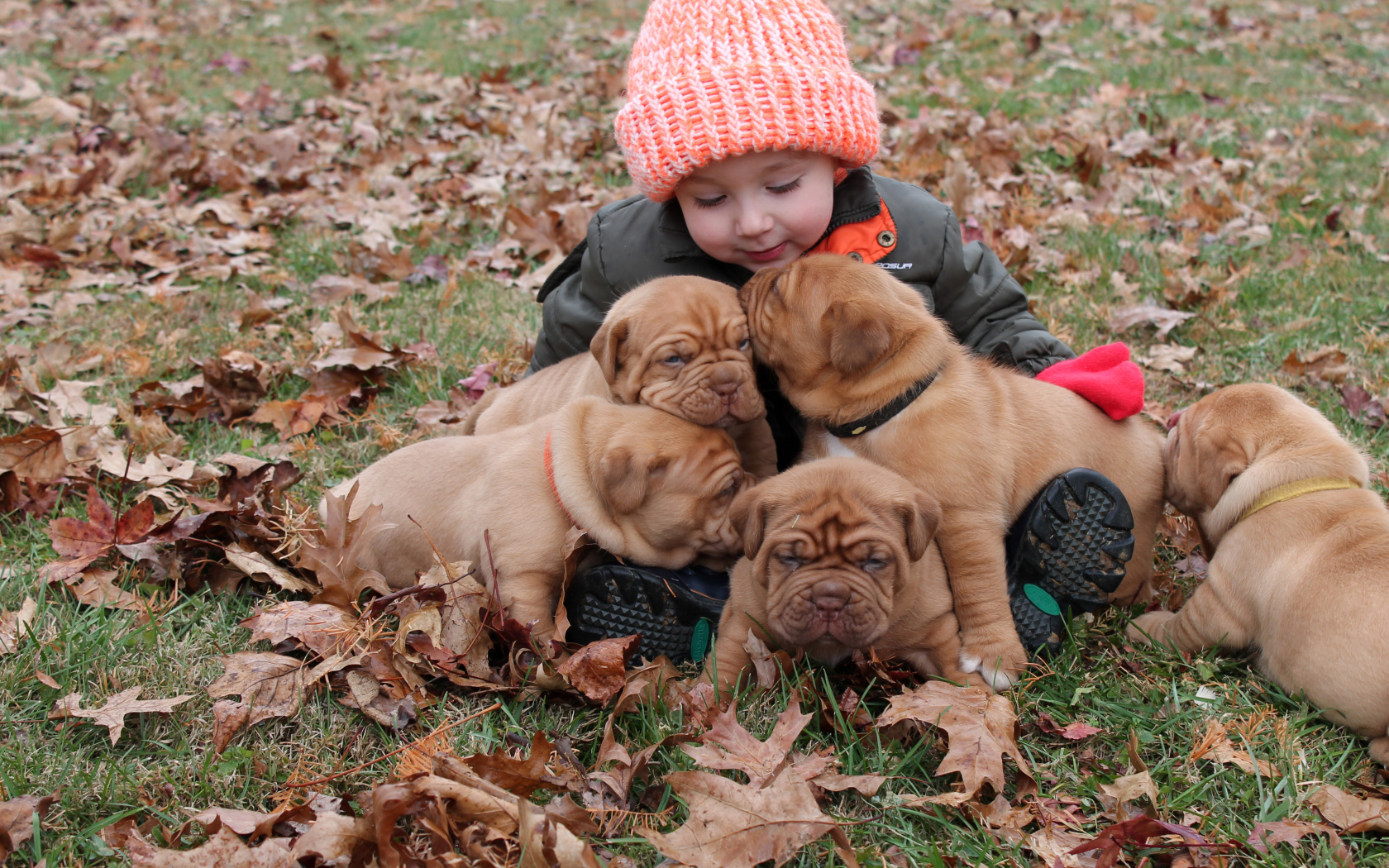 Маленькая девочка с щенками бордоского дога сидит на опавшей листве