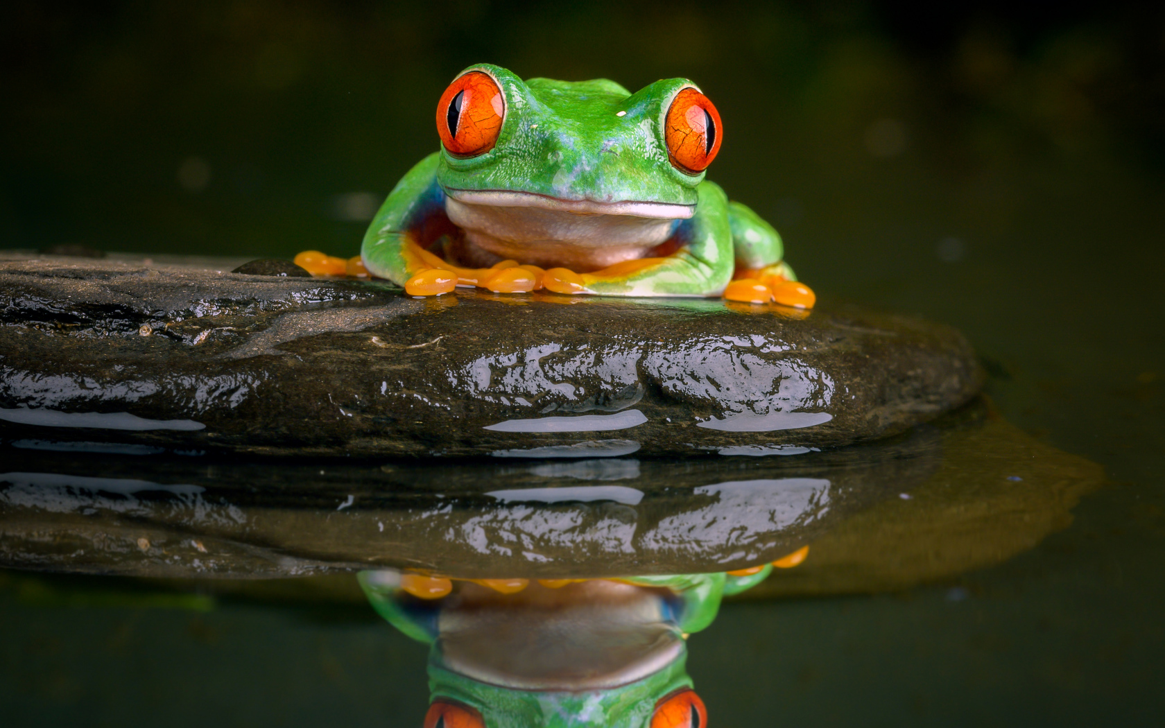 Зеленая лягушка с красными глазами сидит на камне в воде