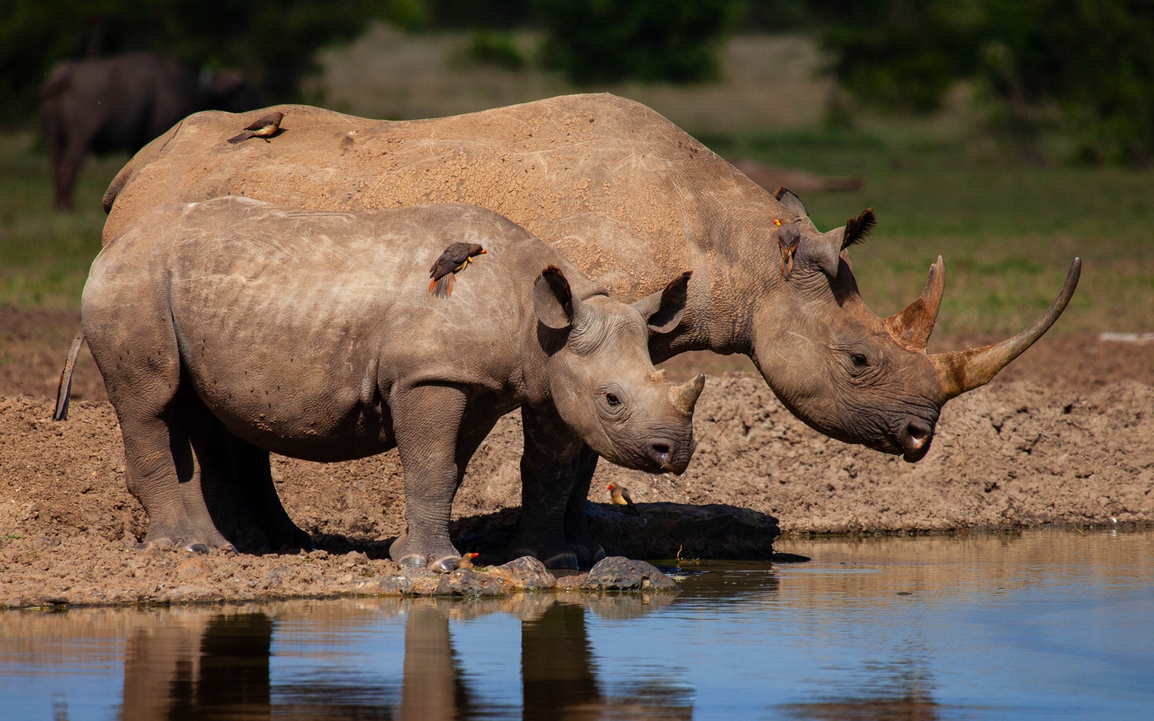 Большой носорог с детенышем у воды