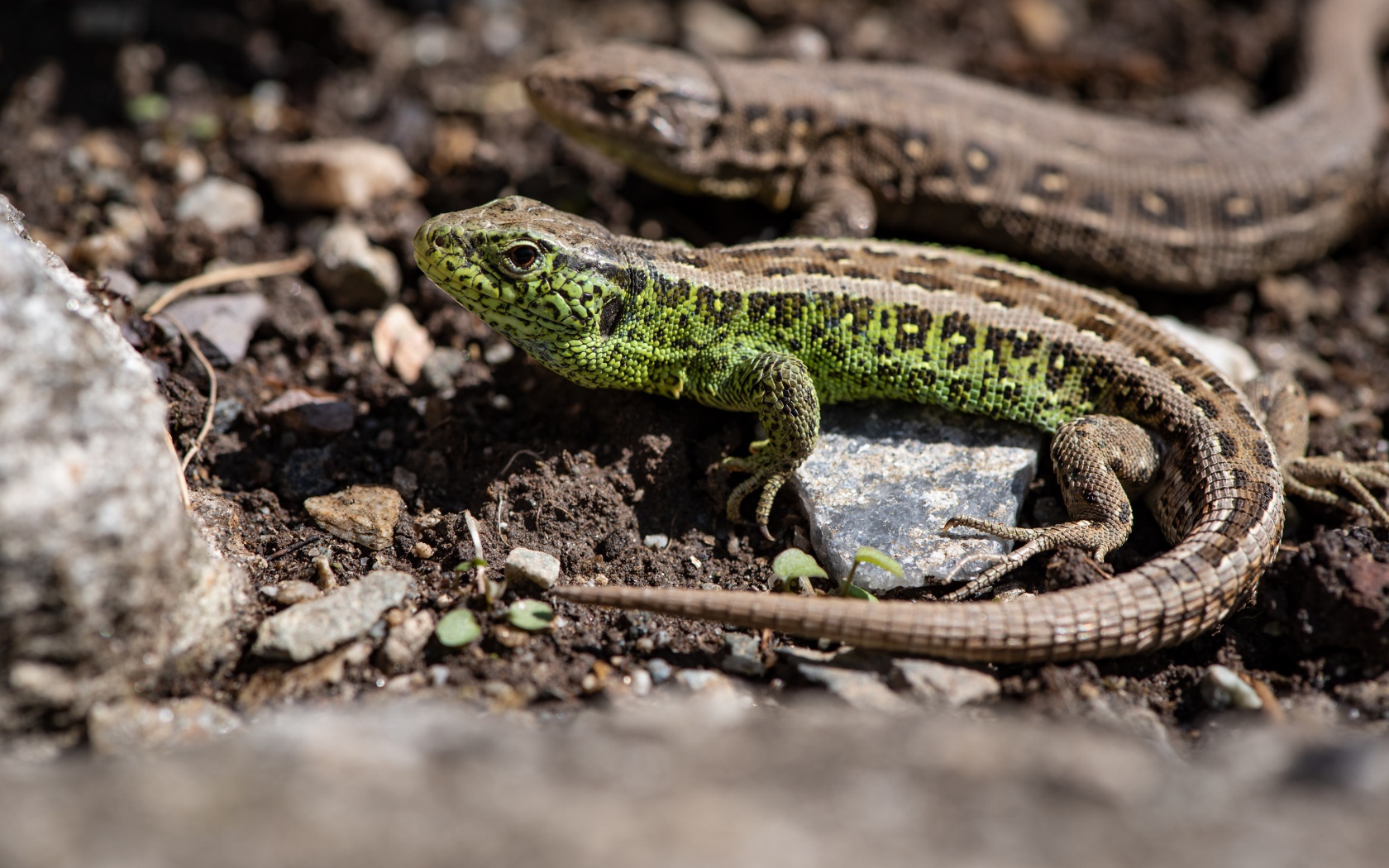 Две ящерицы на земле  