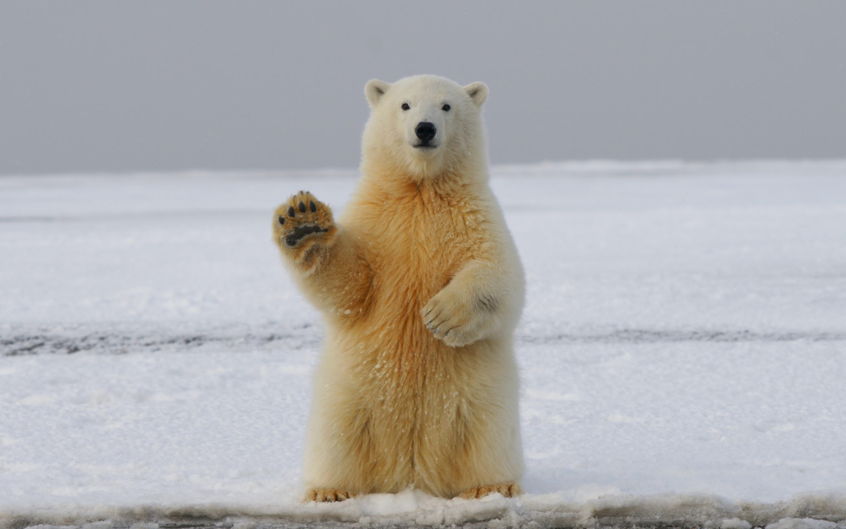 Большой белый медведь сидит на снегу с поднятой лапой 