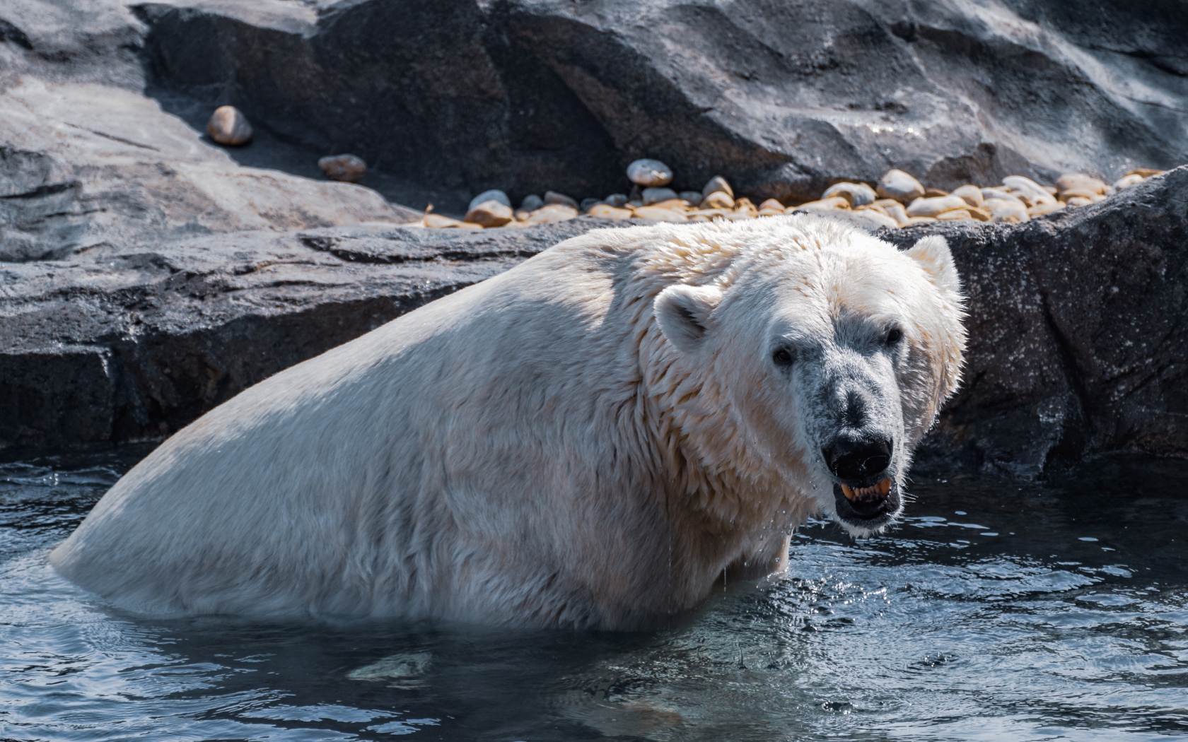 Большой белый медведь сидит в воде в зоопарке 