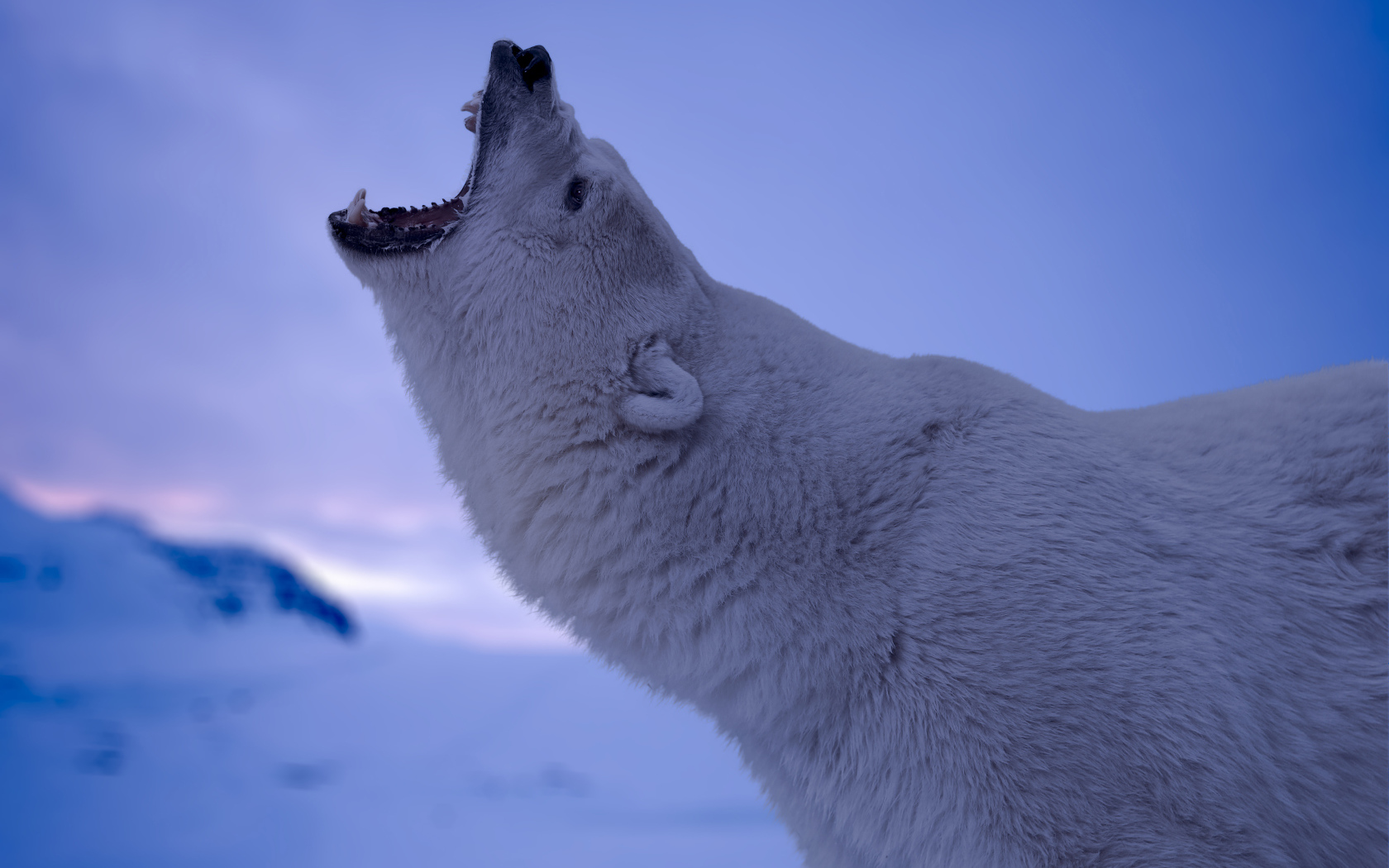 Белый полярный медведь с открытой пастью 