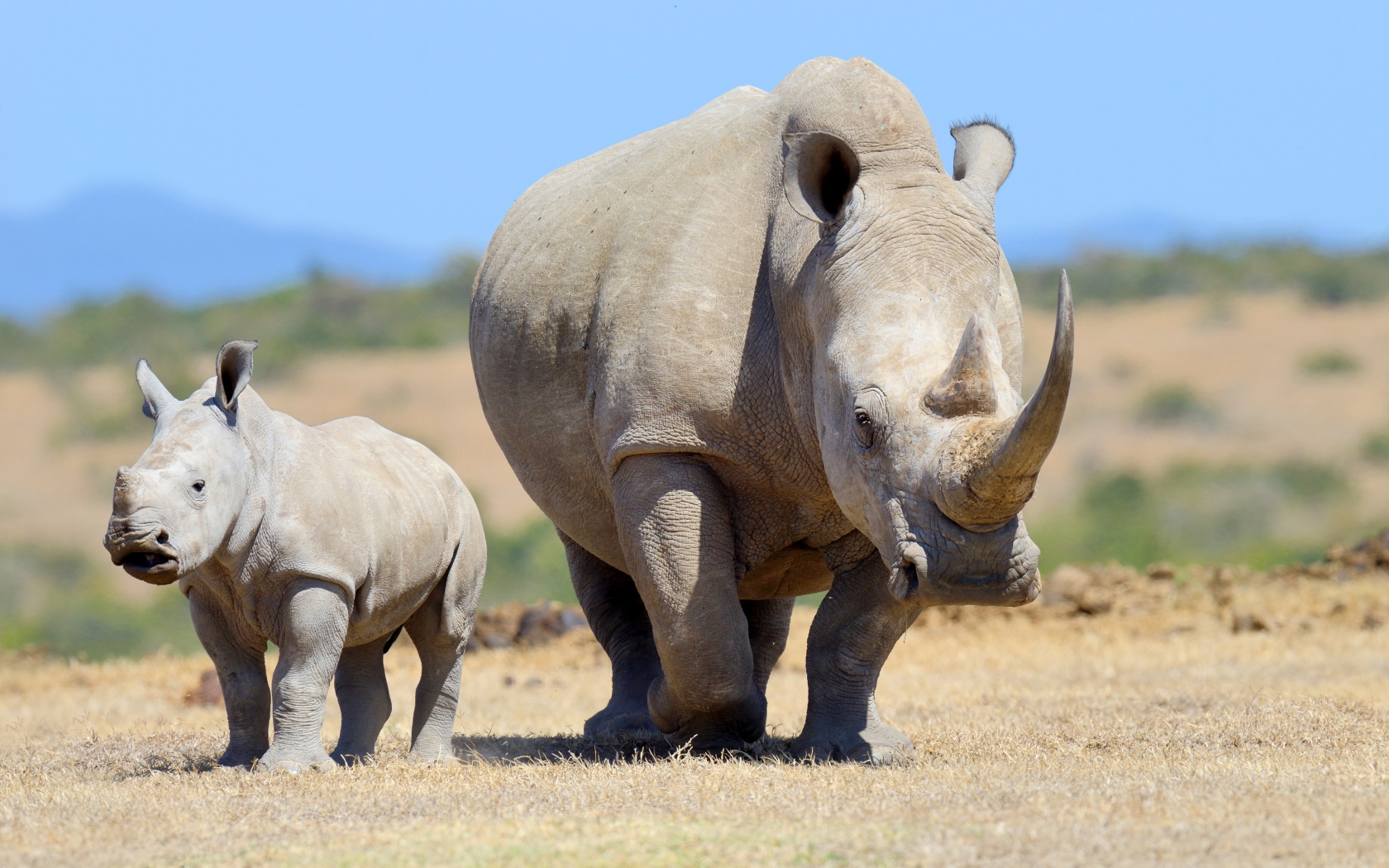 Большой носорог с детенышем идут по земле 
