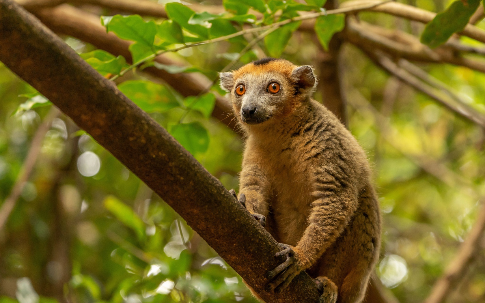 Лемур сидит на высокой ветке дерева 