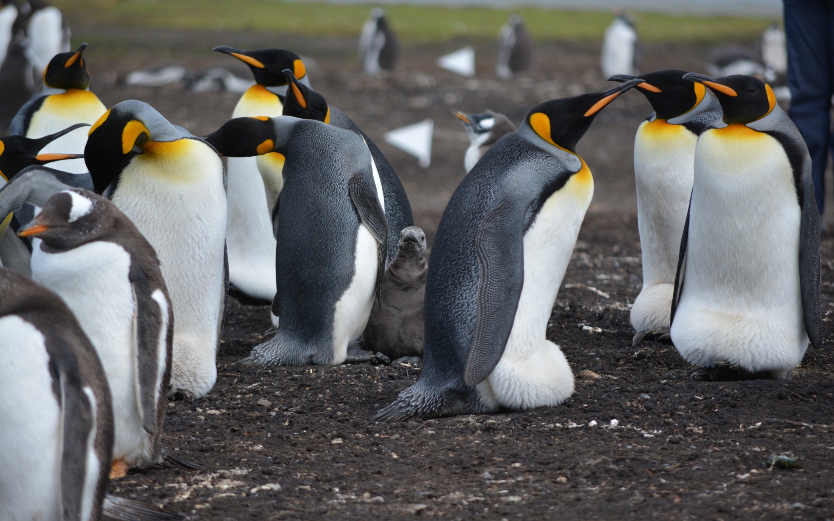 Стая пингвинов на земле 