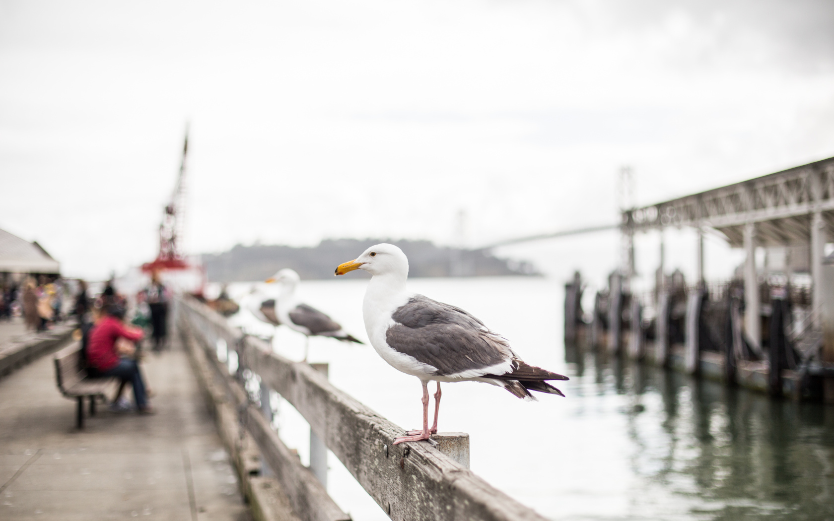 Большая морская чайка сидит в перилах у моря