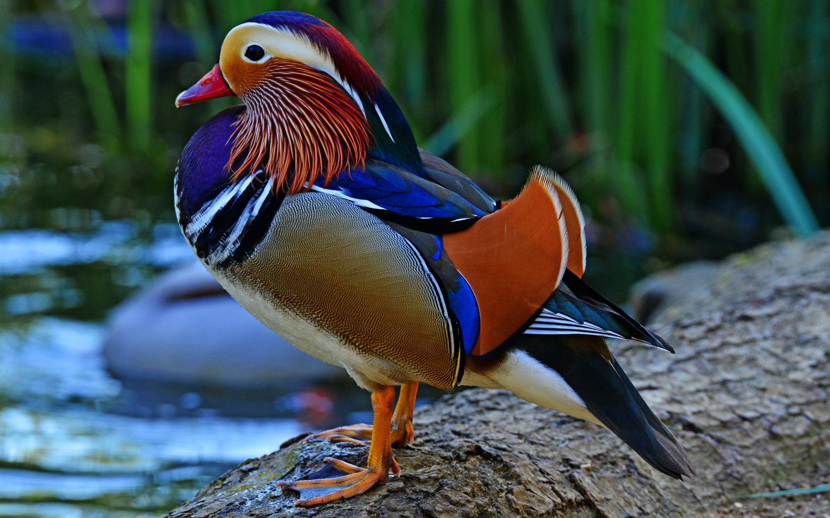 A multi-colored mandarin duck sits on the lake