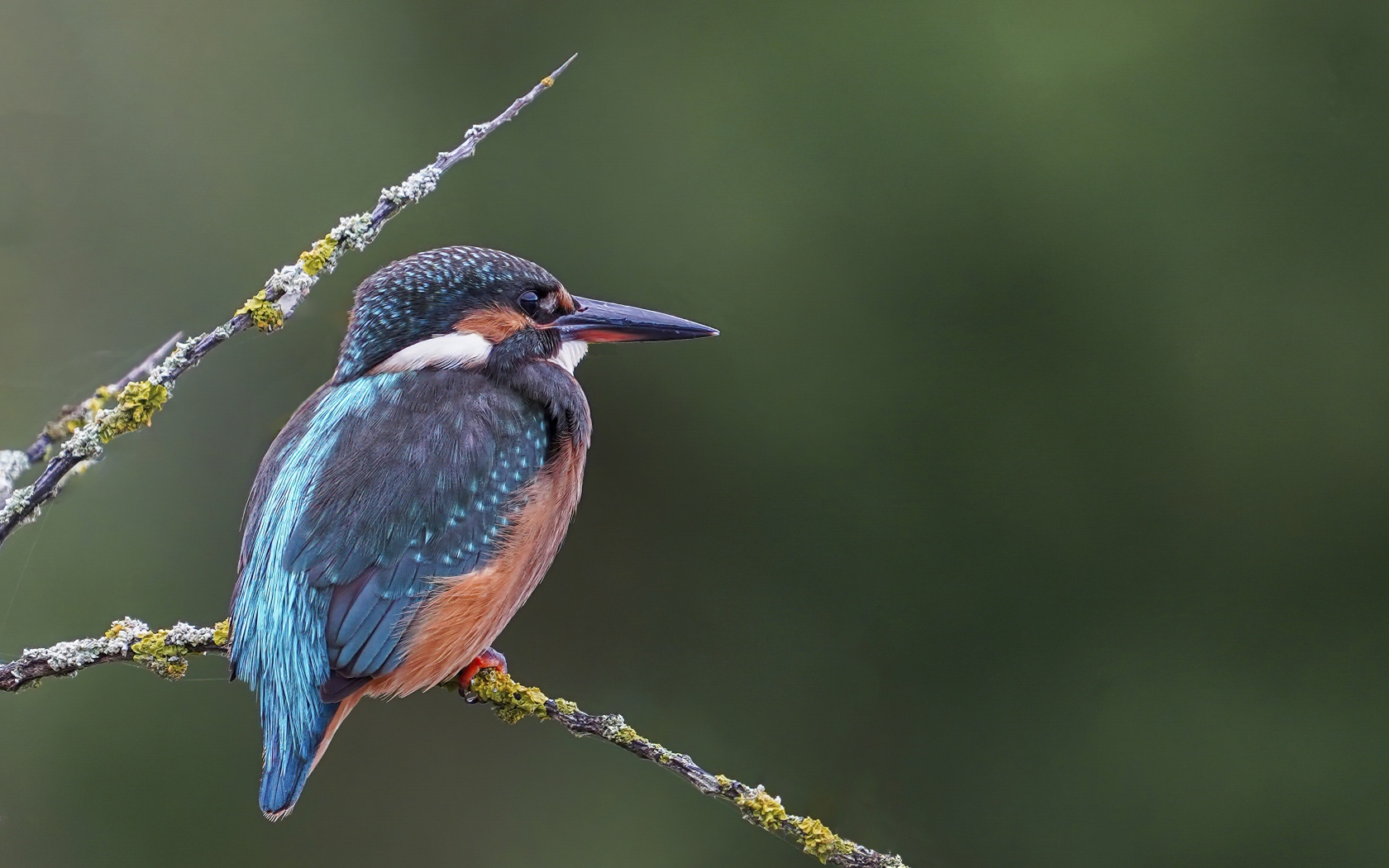 Красивая птица зимородок с острым клювом сидит на ветке