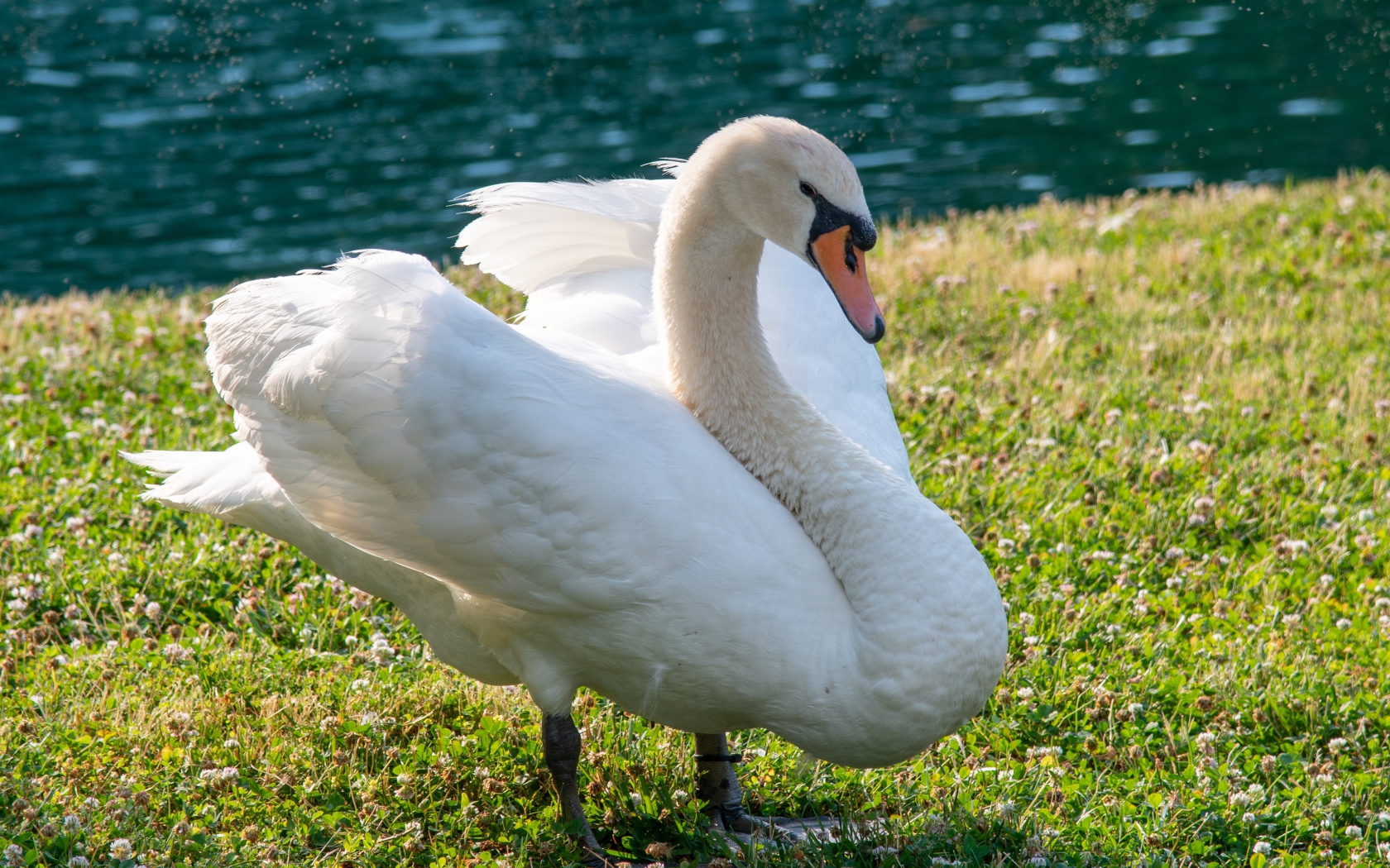 Красивый белый лебедь на траве у пруда