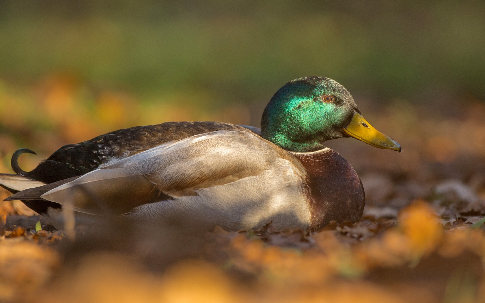 Утка сидит на сухой листве 