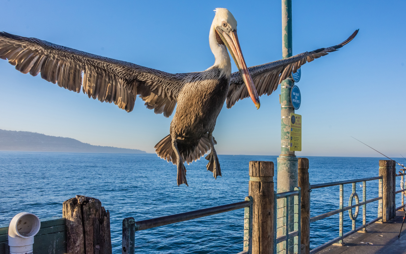 Большой пеликан садится на перила 