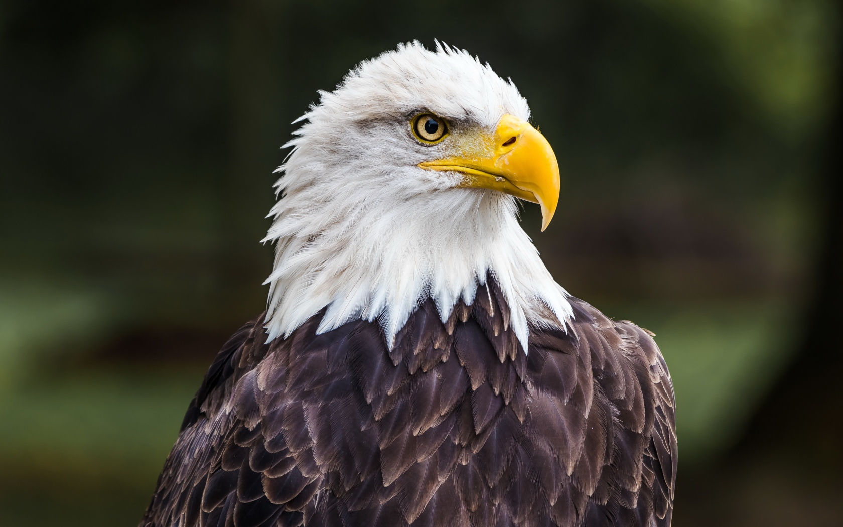 Большой белоголовый орлан с острым желтым клювом