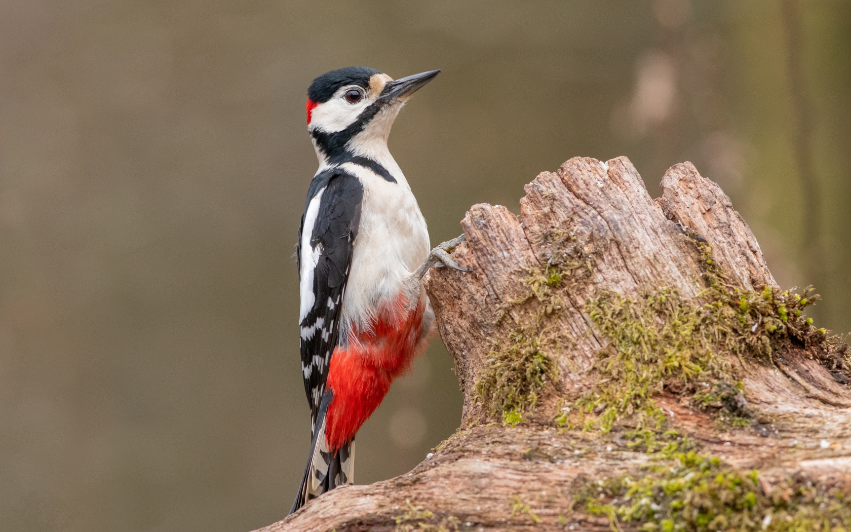 Большой пестрый дятел сидит на сухом дереве 