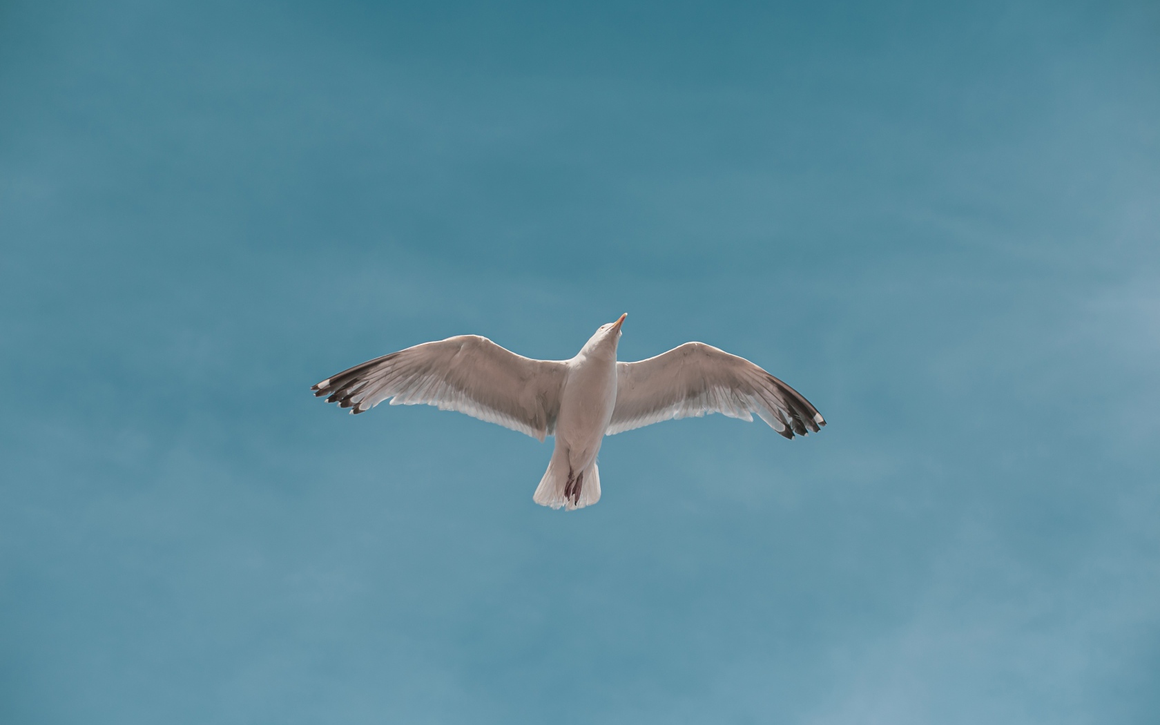 Большая белая чайка летит в голубом небе