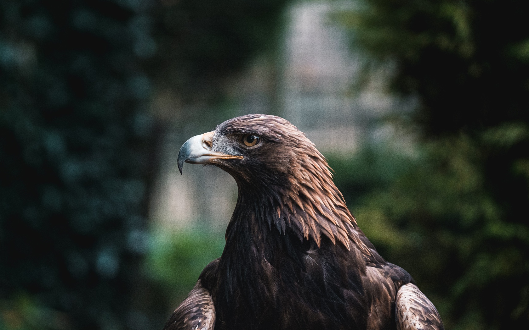 Большой хищный беркут с острым клювом