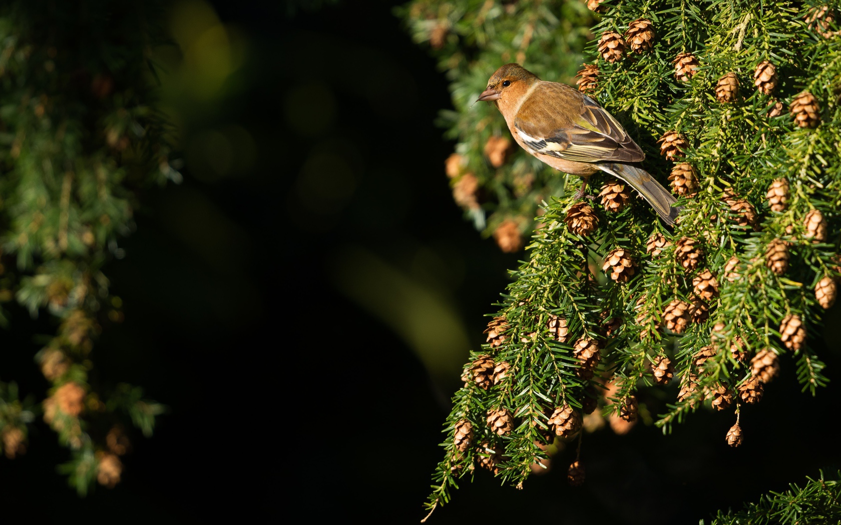 Маленькая птичка сидит на зеленой ветке ели