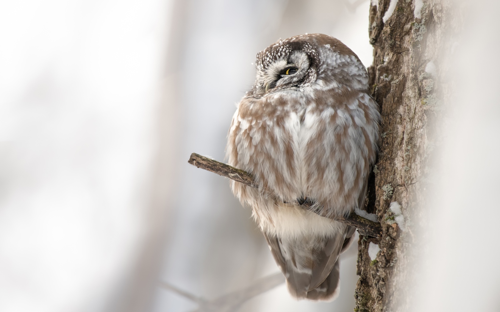 Сова спит на ветке дерева 