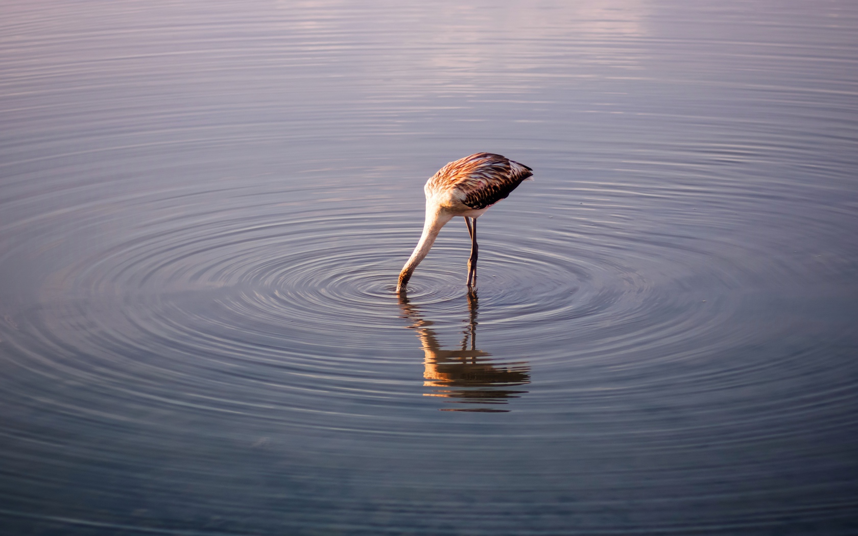 Птица опустила голову в воду озера