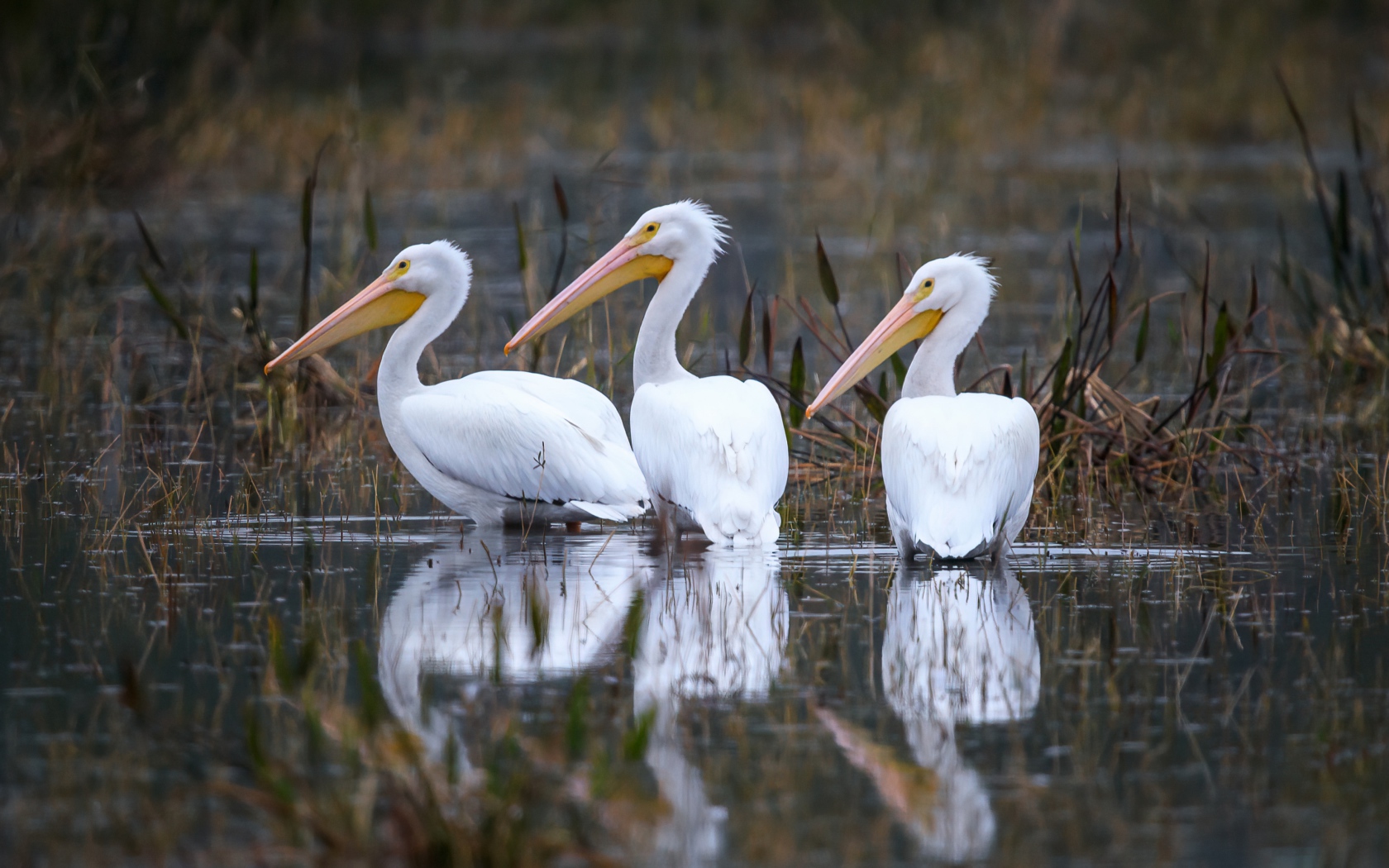 Три белых цапли охотятся в воде