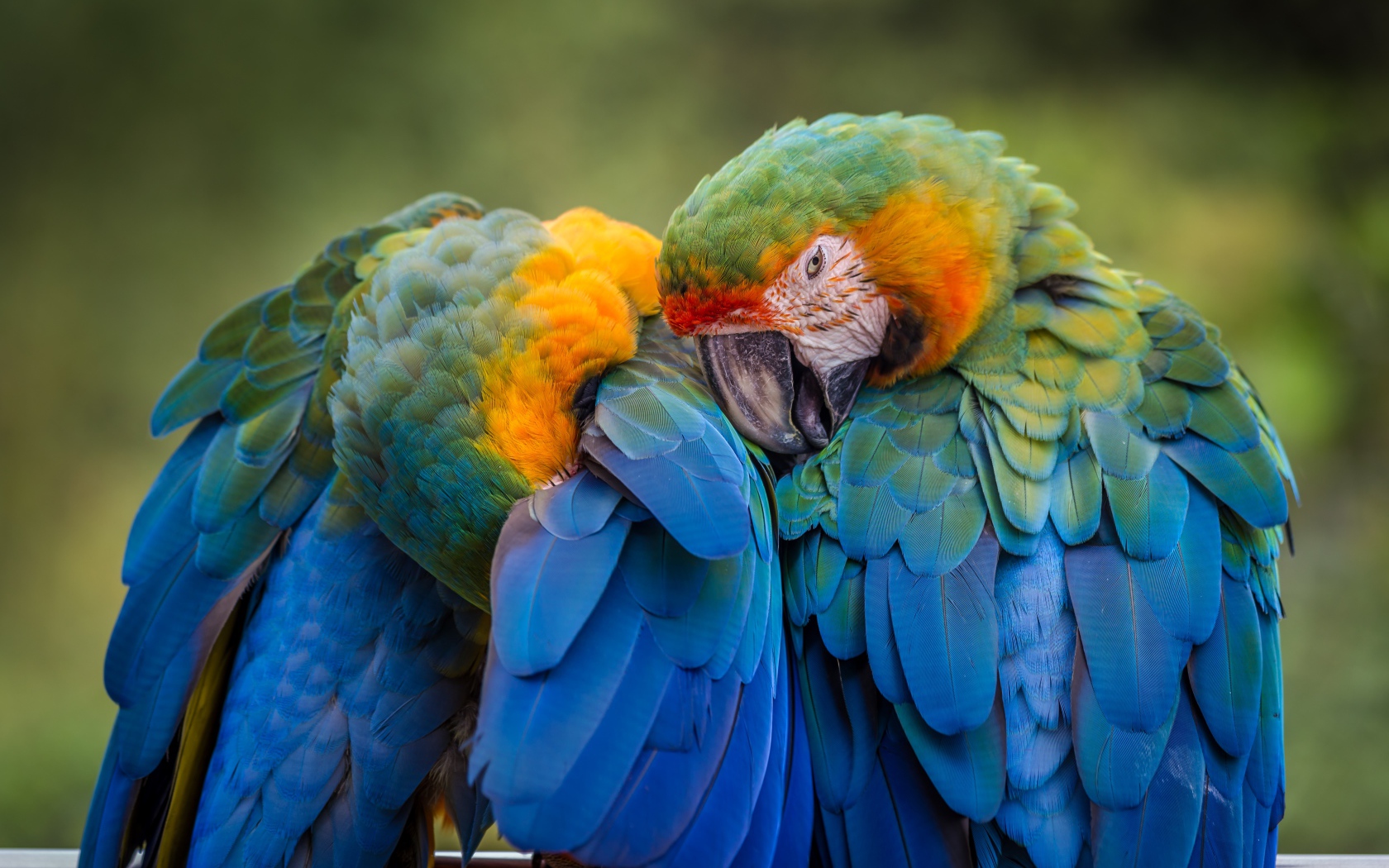 Два попугая голубой ара чистят перья