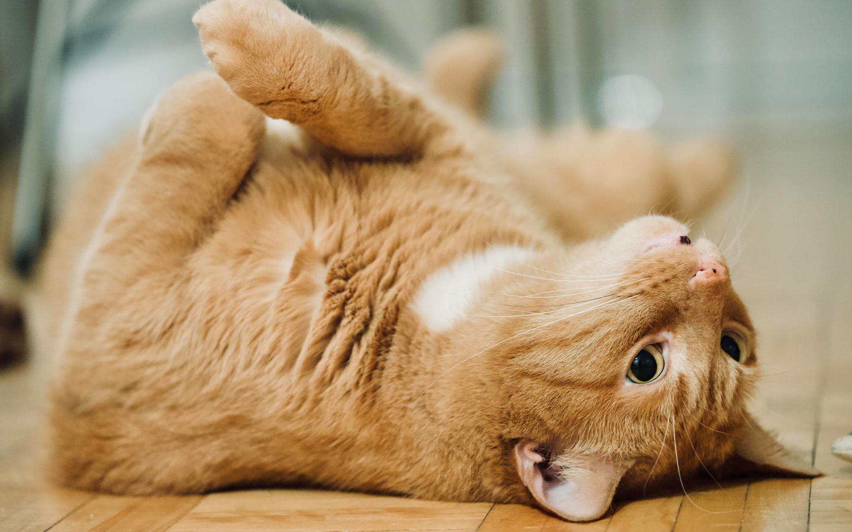 Красивый домашний рыжий кот лежит на полу 