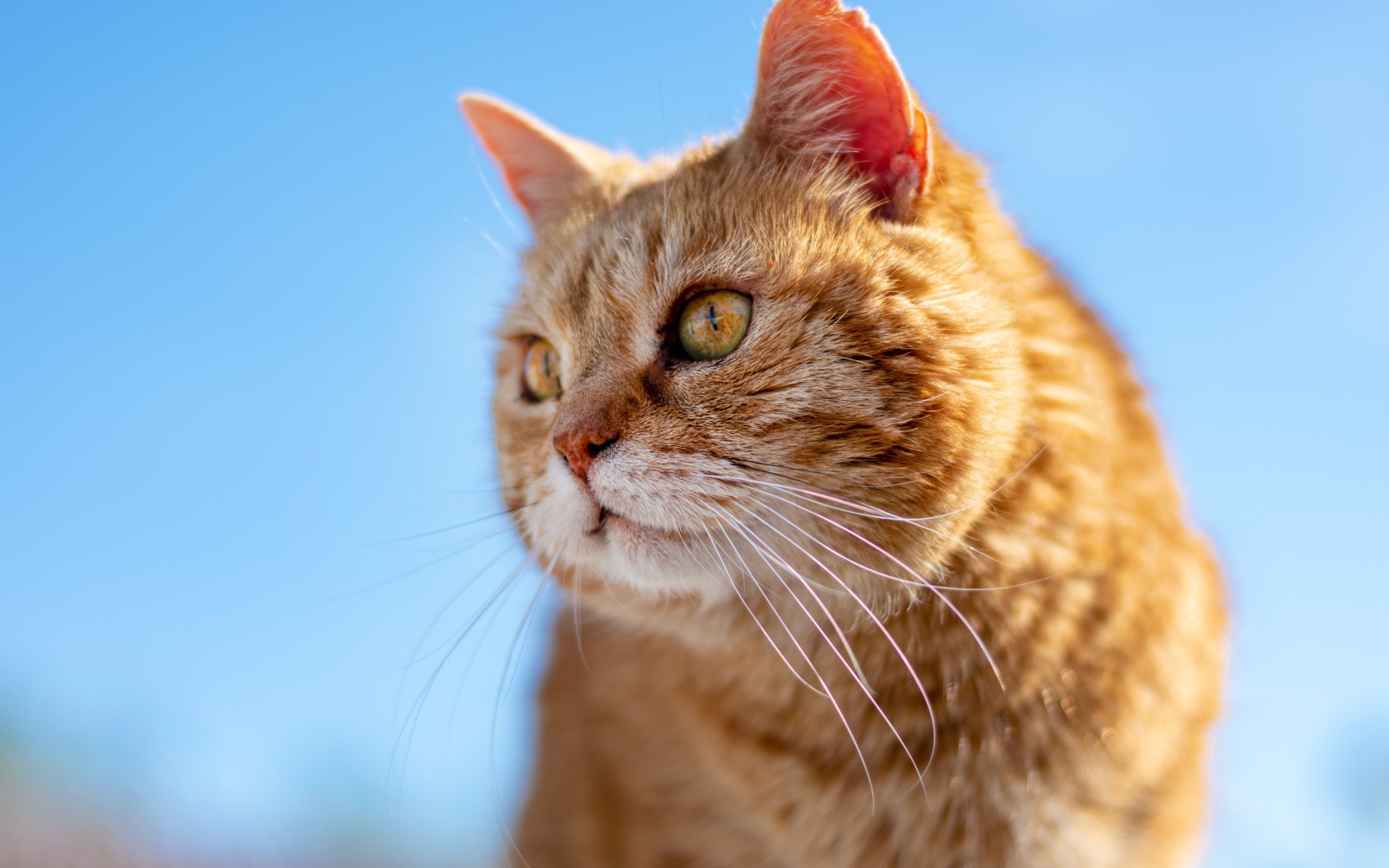 Красивый рыжий кот на голубом фоне