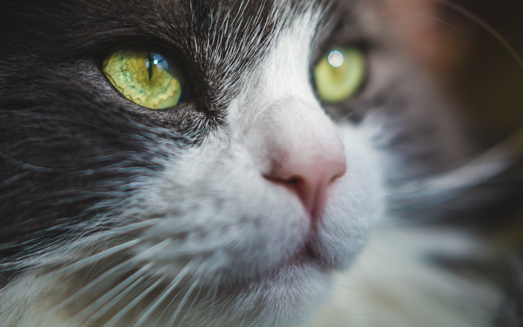 Красивые зеленые глаза кота 
