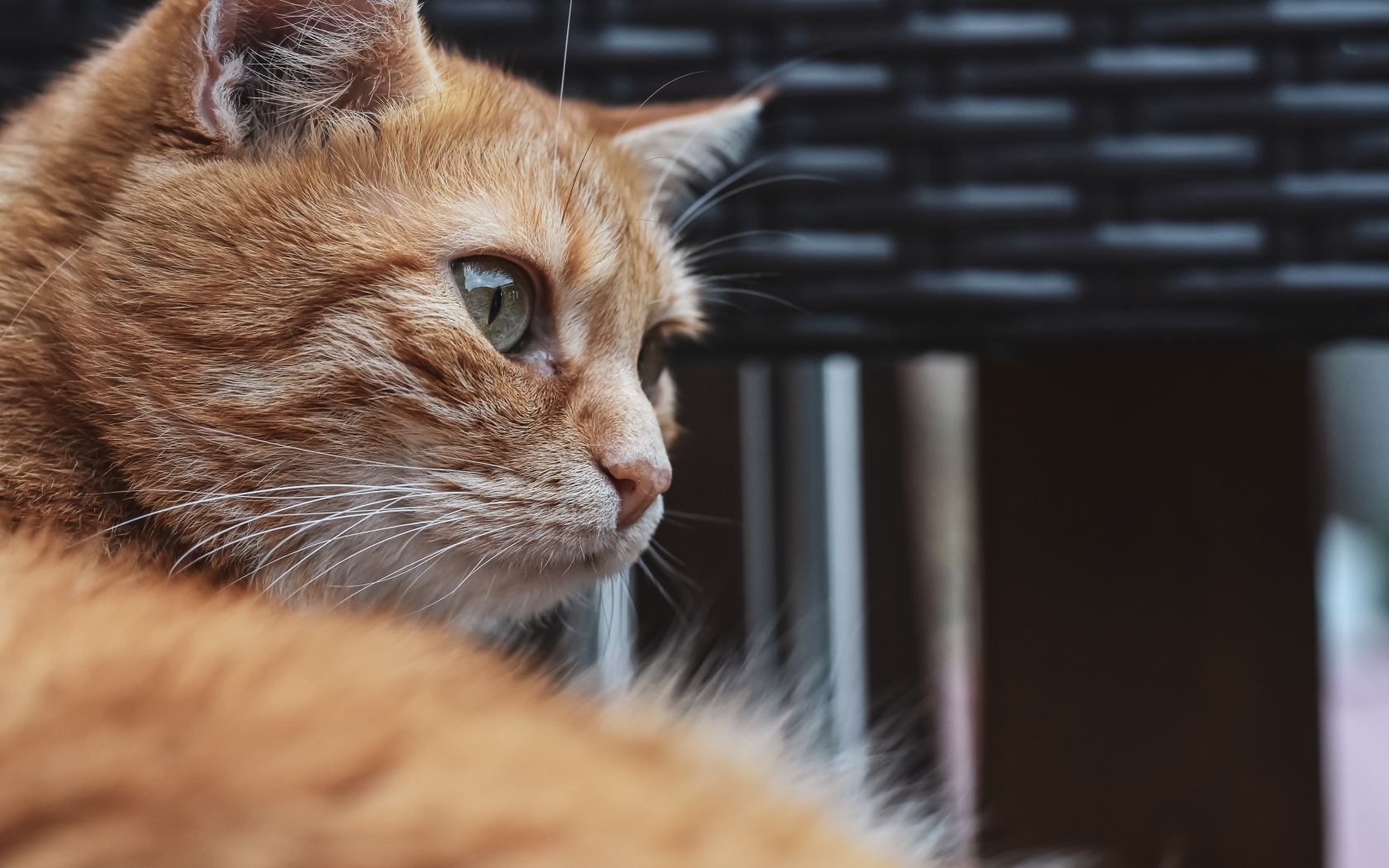 Красивый рыжий зеленоглазый кот крупным планом