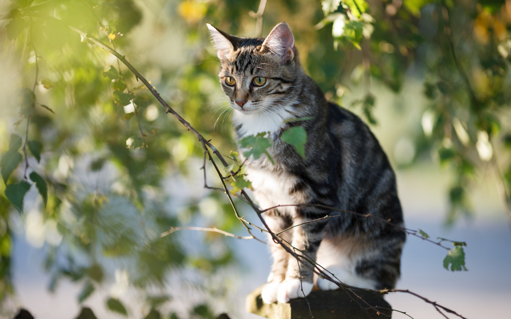 Большой серый кот сидит на заборе у дерева