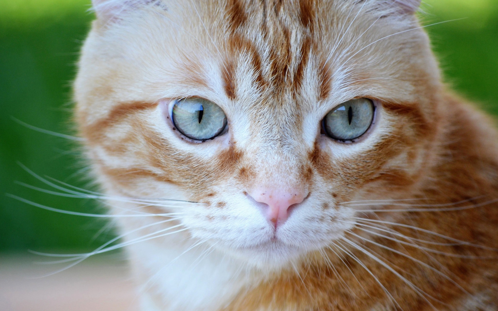 Большой рыжий голубоглазый кот крупным планом