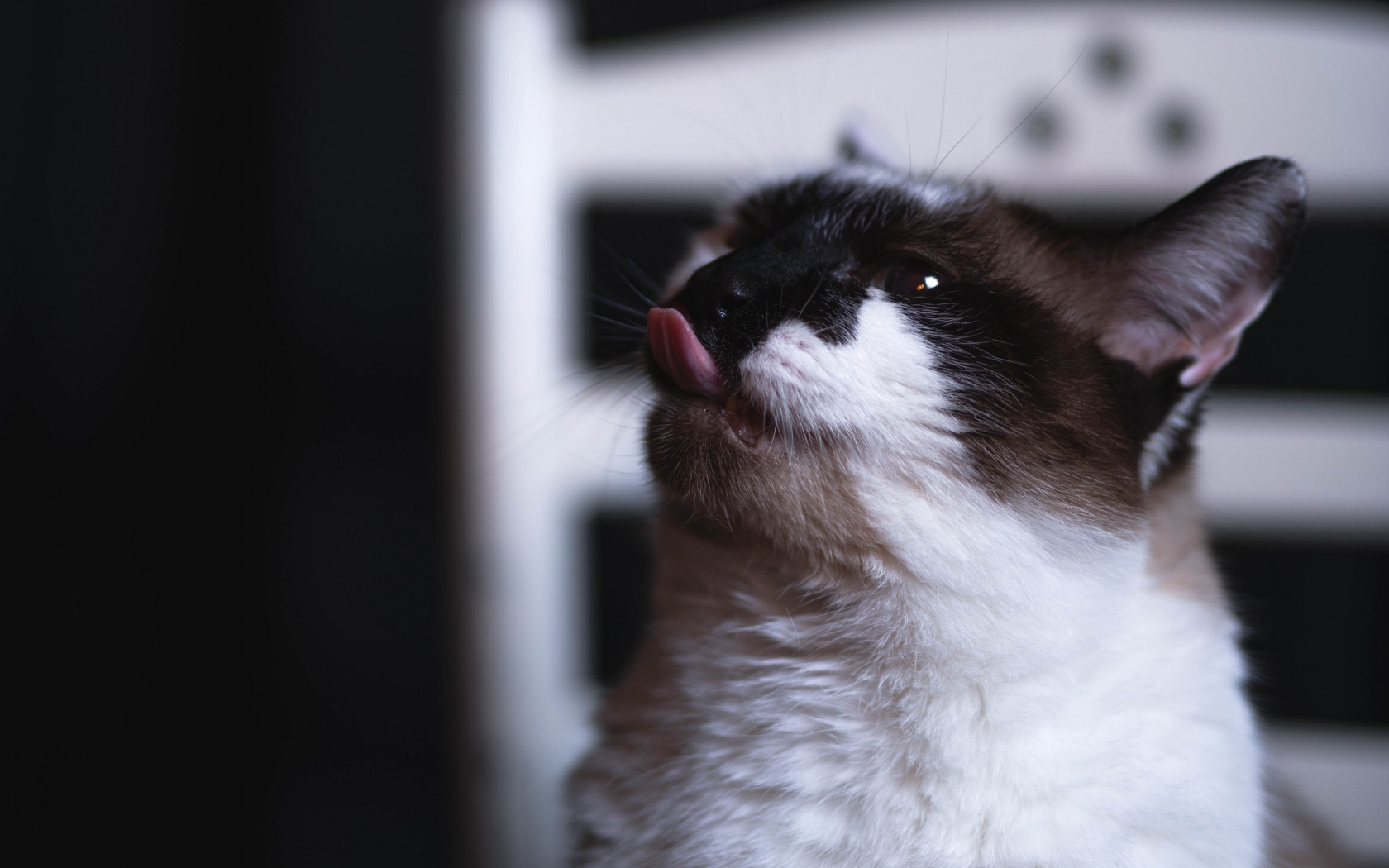 Черно белый кот с высунутым языком