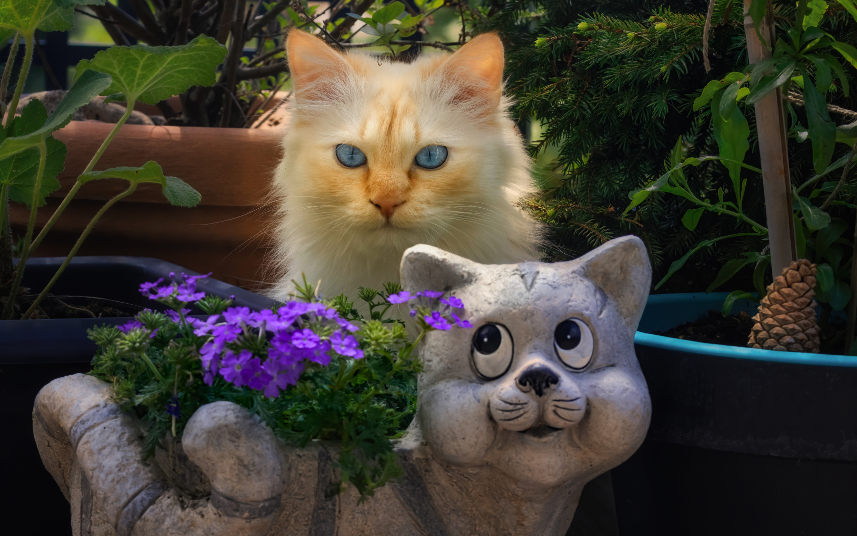 Голубоглазый рыжий кот прячется за садовой фигурой 