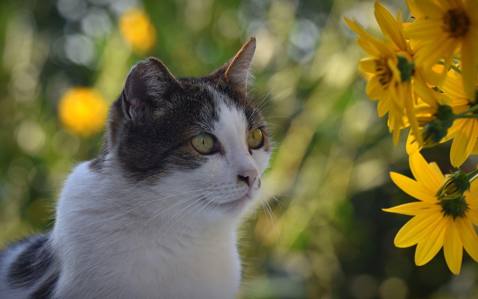 Cat sitting by yellow flowers