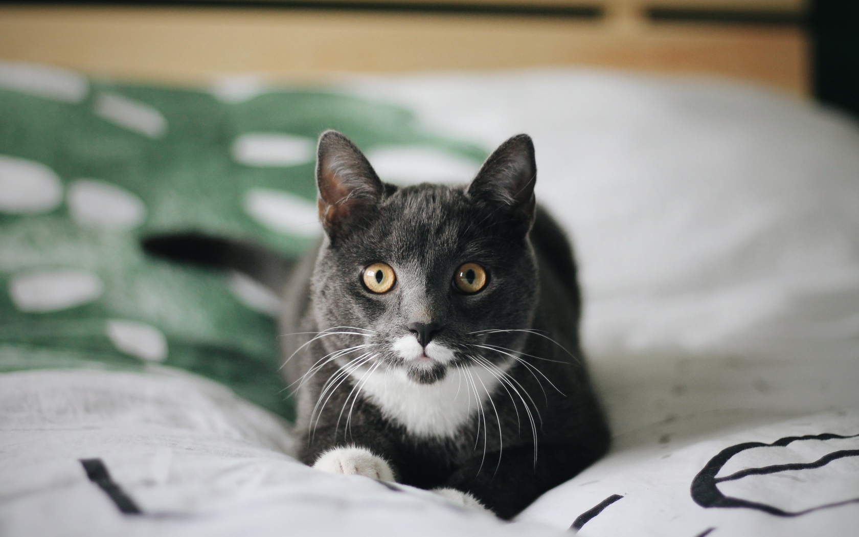 Забавный пепельный кот лежит на кровати 