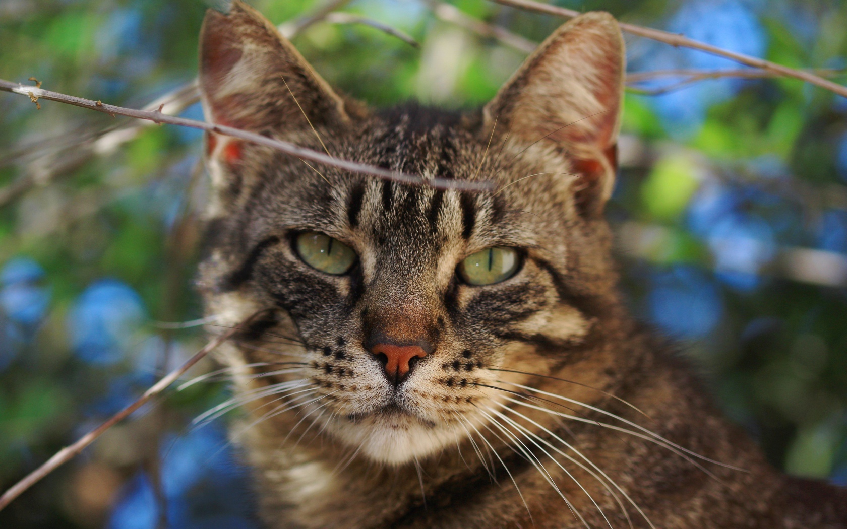 Серый кот в ветках крупным планом