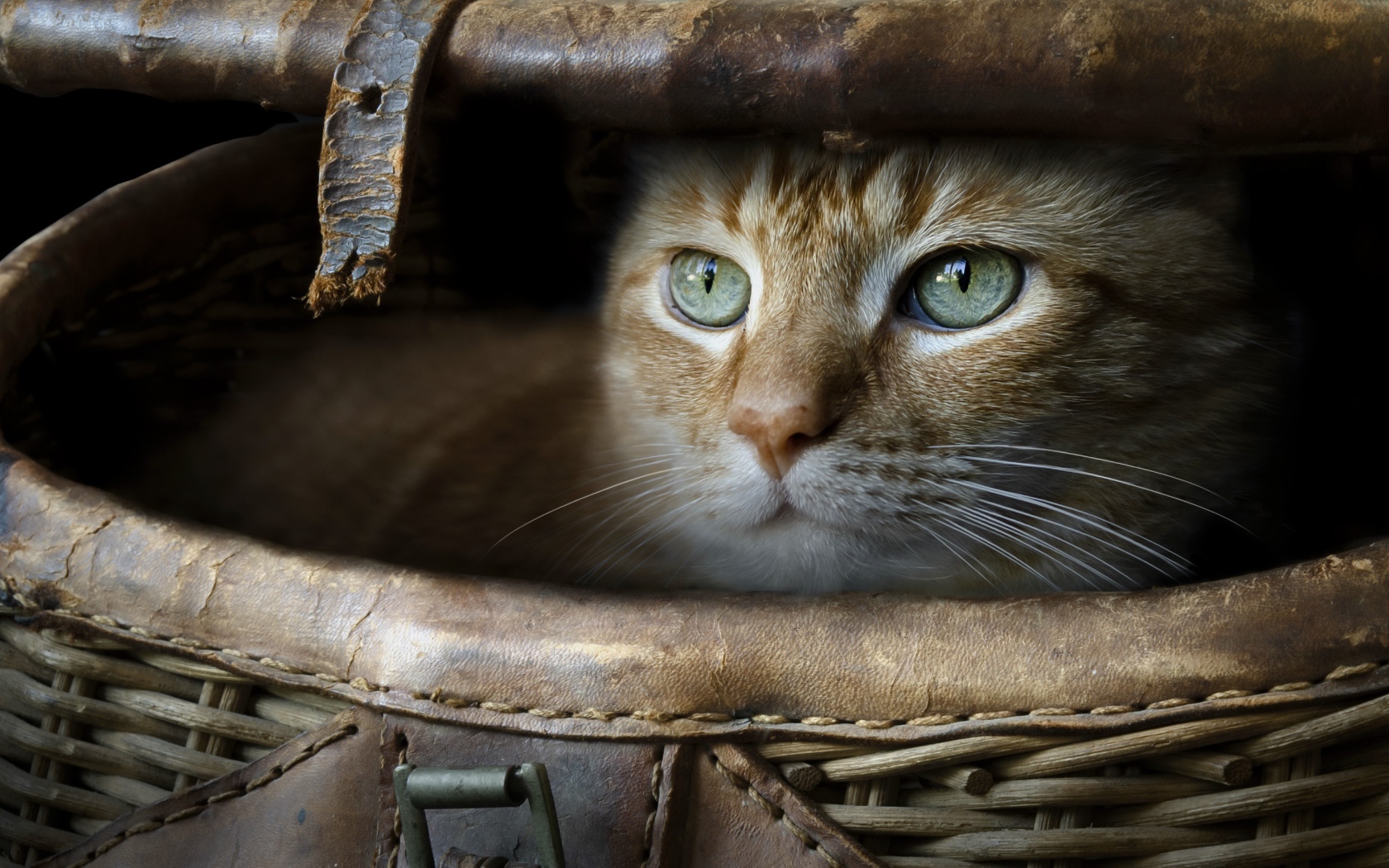 Зеленоглазый рыжий кот в корзине