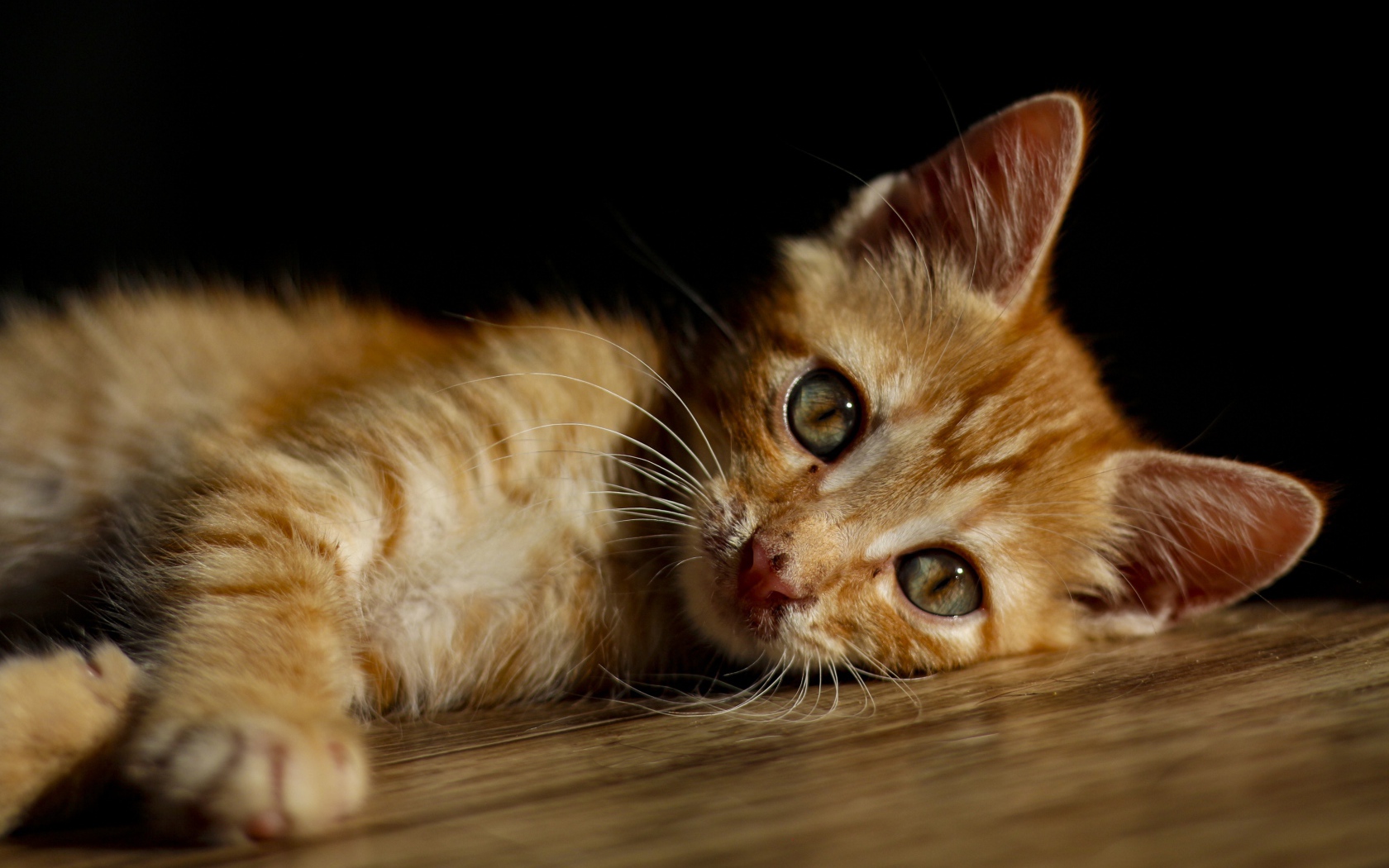 Маленький рыжий котенок лежит на полу 
