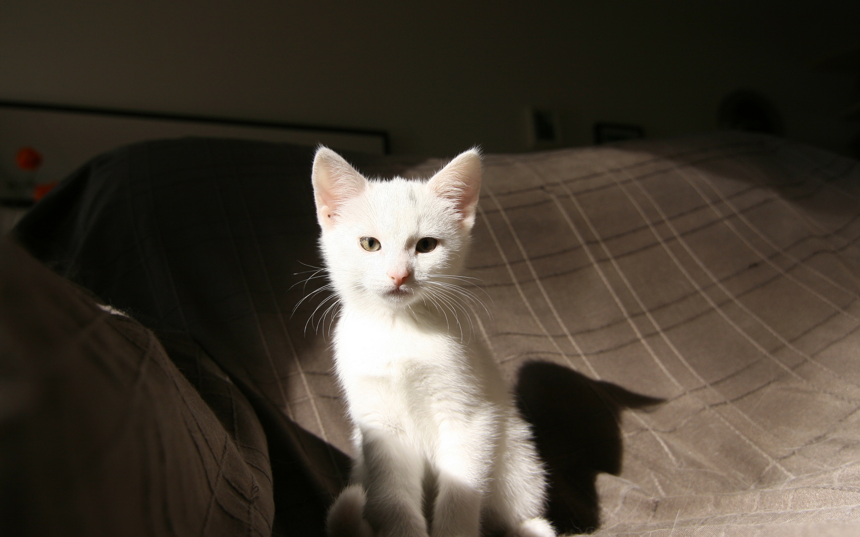 Маленький  белый котенок лежит на кровати 