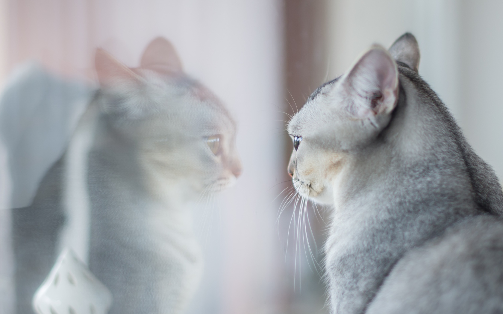 Породистая серая кошка отражается в окне