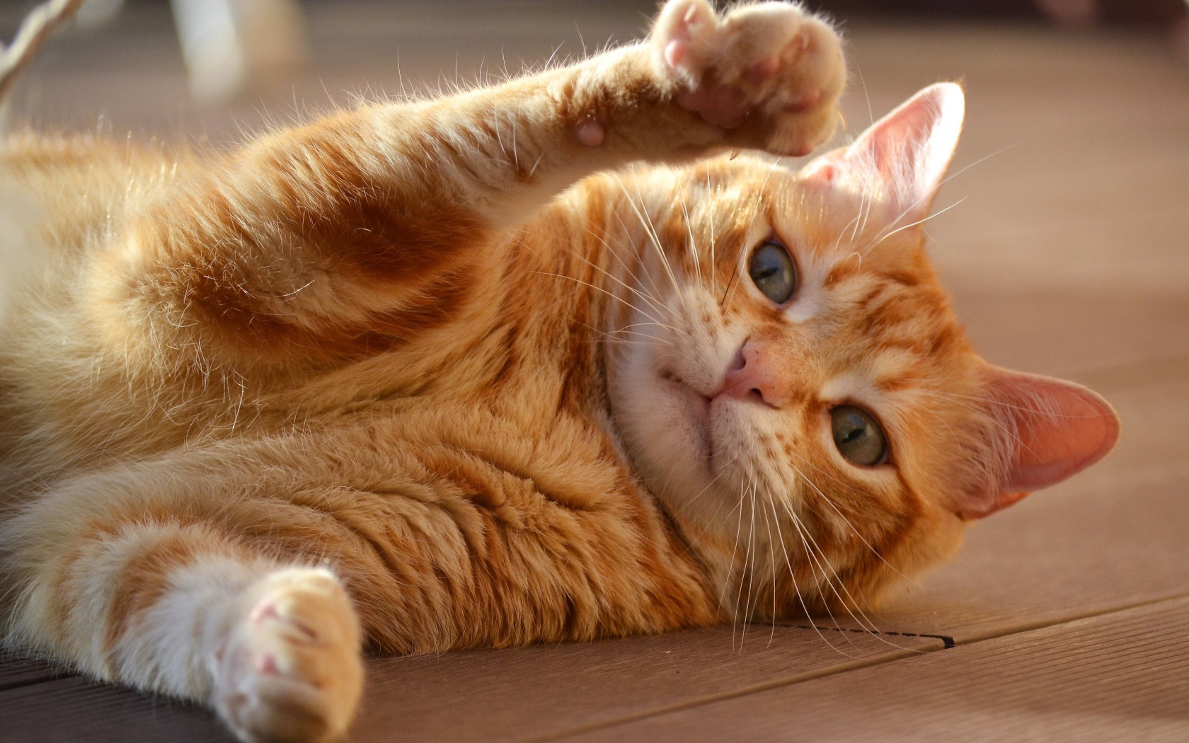 Рыжий кот играет на полу 