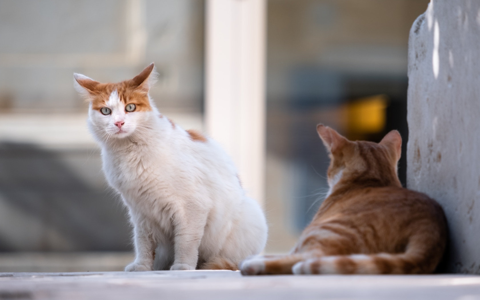 Испуганный голубоглазый кот с рыжим соперником