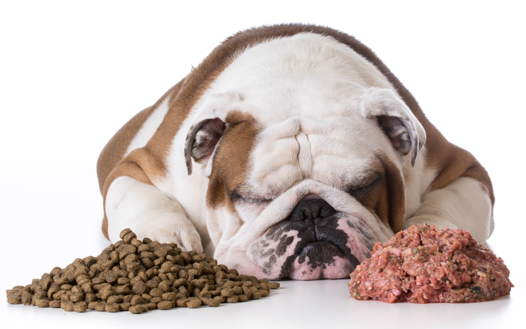 Сытый бульдог спит с кормом на белом фоне