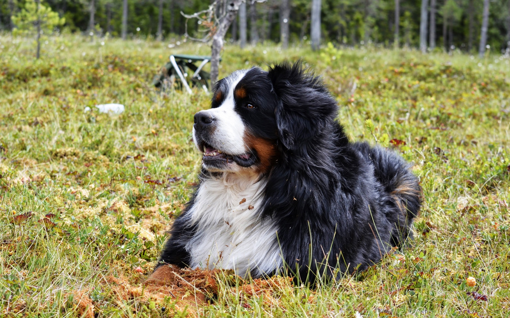 Бернский зенненхунд отдыхает на зеленой траве 