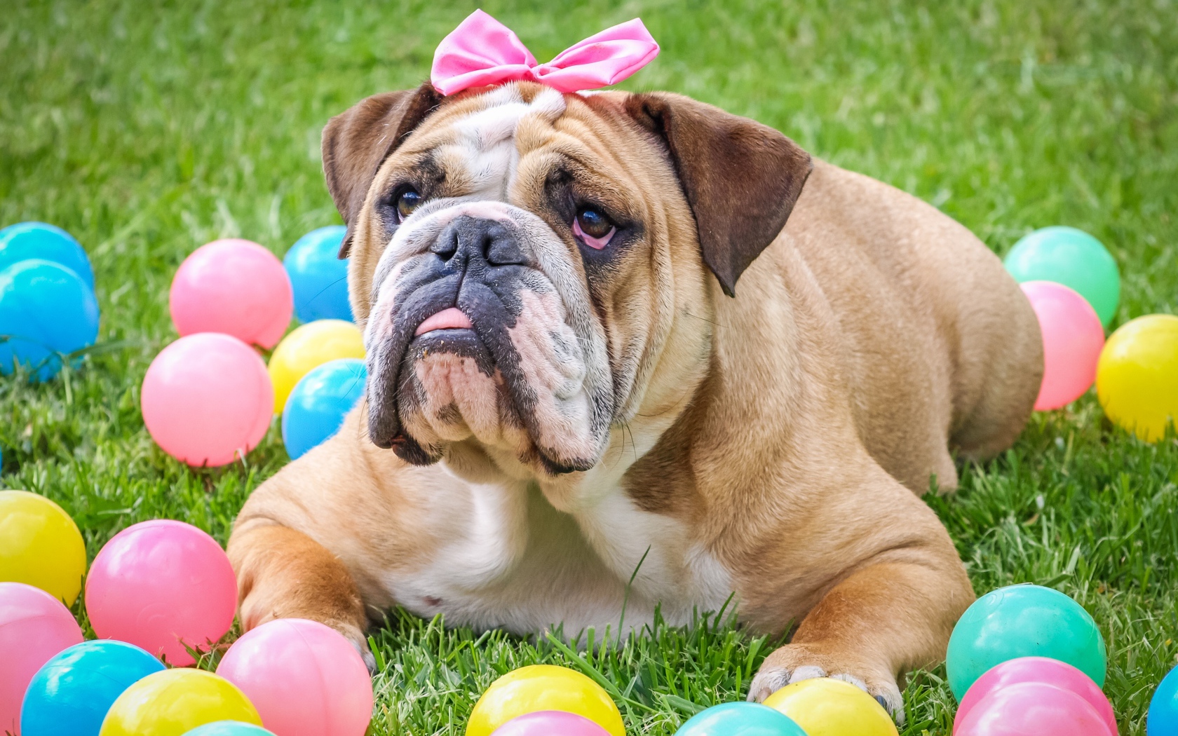 Большой бульдог с бантиком лежит на траве с шариками