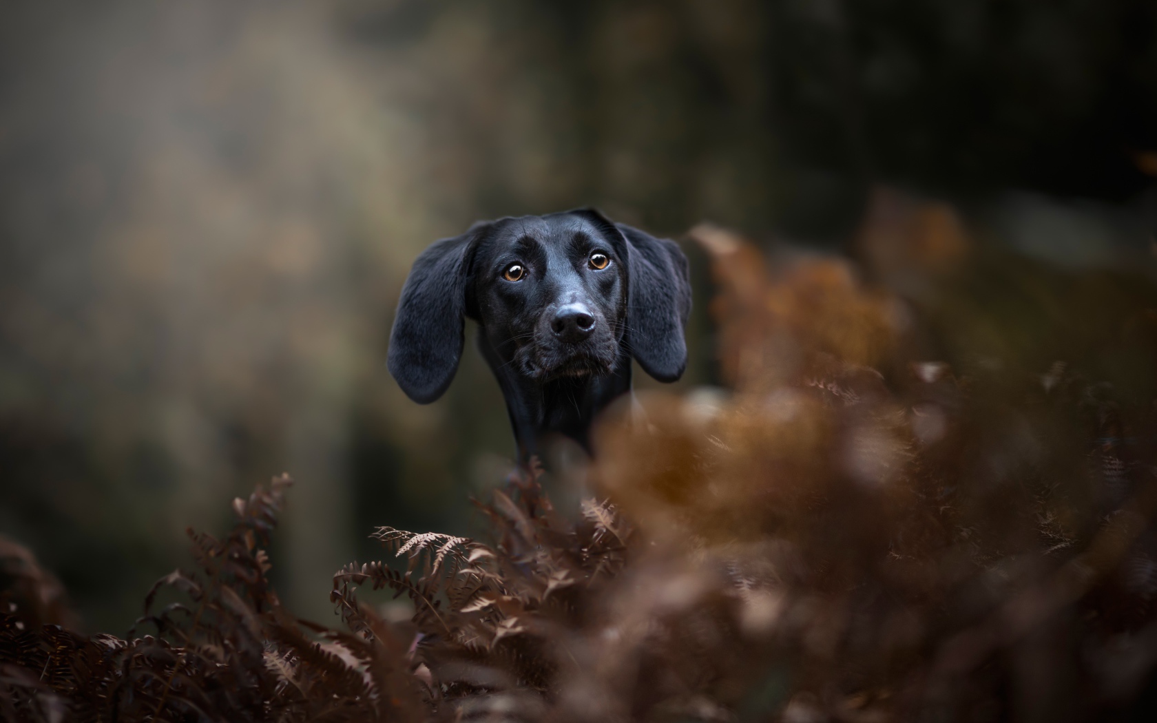 Черный пес прячется в листьях 