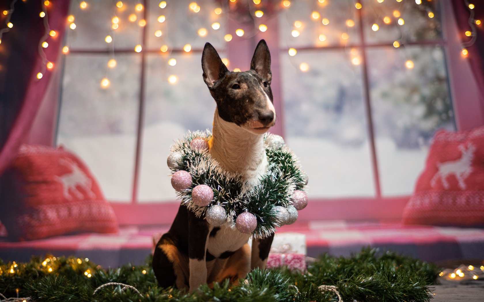 Бультерьер с рождественским венком у окна