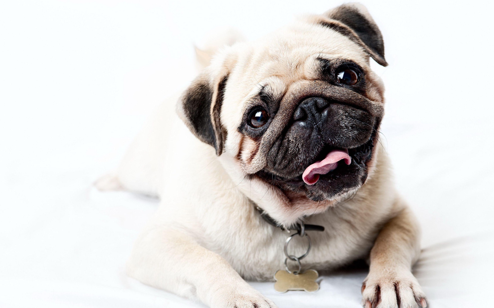 Забавный мопс с высунутым языком на белом фоне 